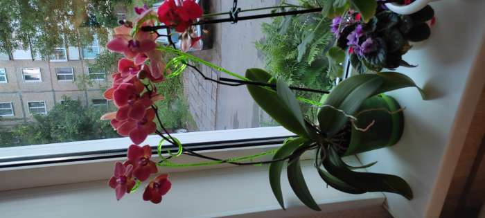 Фотография покупателя товара Опора для орхидей, цвет дымка - Фото 5