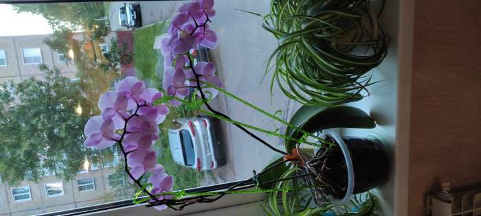 Фотография покупателя товара Опора для орхидей, цвет дымка - Фото 2