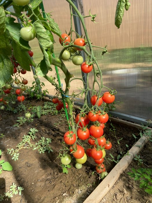 Фотография покупателя товара Семена Томат "Литл Пинки", F1, 10 шт - Фото 3