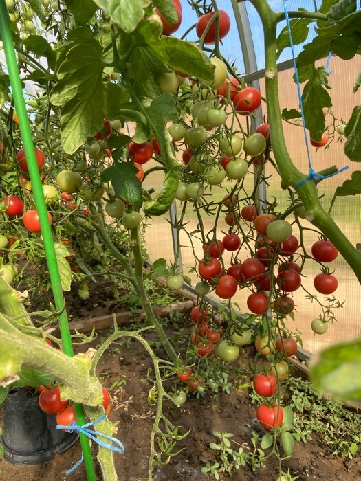 Фотография покупателя товара Семена Томат "Литл Пинки", F1, 10 шт - Фото 4