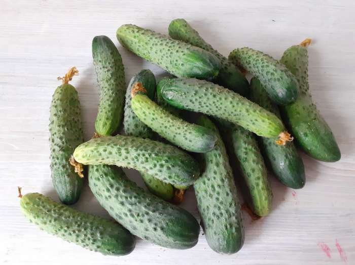 Фотография покупателя товара Семена Огурец "Ратник" F1, 5 шт - Фото 1