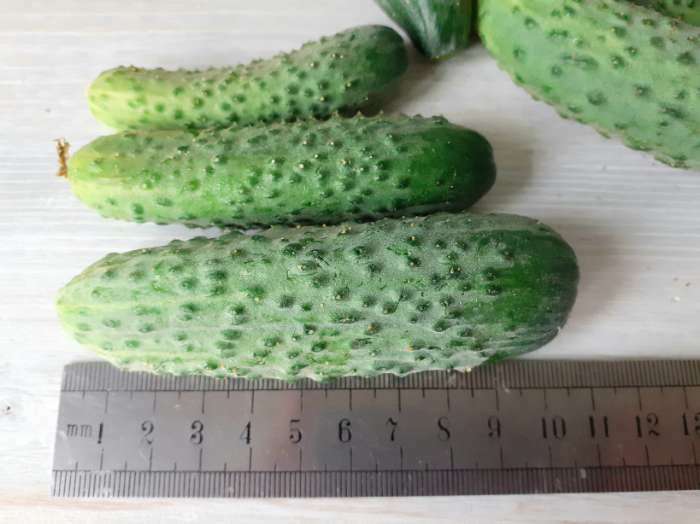 Фотография покупателя товара Семена Огурец "Ратник" F1, 5 шт - Фото 2