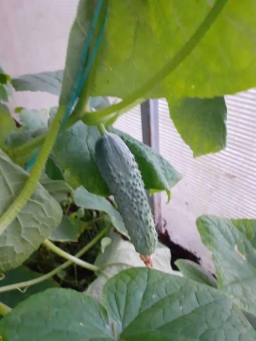 Фотография покупателя товара Семена Огурец "Ратник" F1, 5 шт - Фото 3