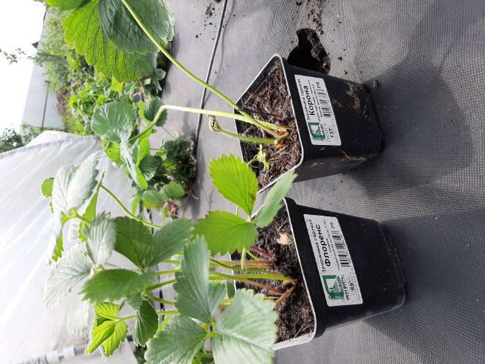 Фотография покупателя товара Земляника садовая «Флоренс», саженец, горшок Р9, 1 шт., Лето 2026, «ПОИСК» - Фото 1