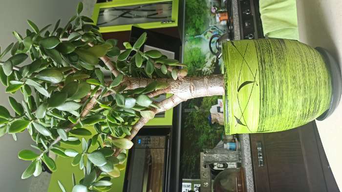 Фотография покупателя товара Горшок цветочный "Листья" с поддоном 8л - Фото 3