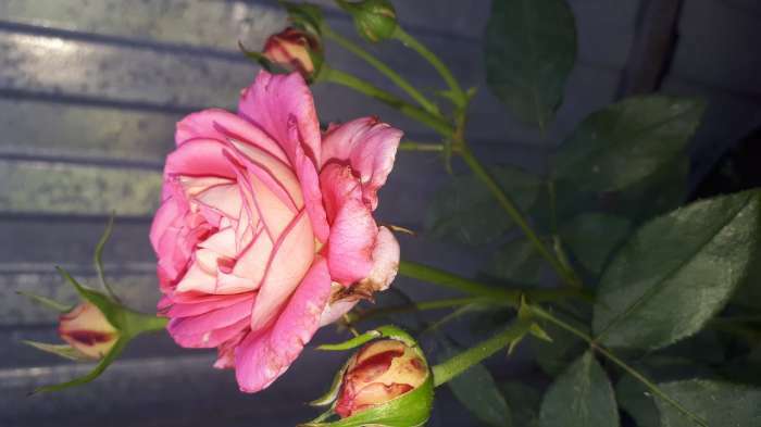Фотография покупателя товара Саженец розы Мид Саммер,  Весна 2024, 1 шт. - Фото 3
