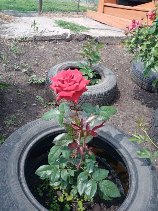 Фотография покупателя товара Саженец розы Черная Магия,  Весна 2024, 1 шт. - Фото 2