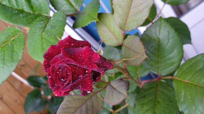 Фотография покупателя товара Саженец розы Блек Баккара, 1шт, Весна 2022 - Фото 11