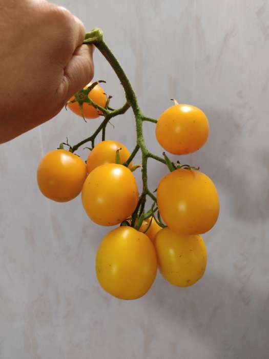 Фотография покупателя товара Семена Томат "Оранжевая сливка", 25 шт - Фото 1