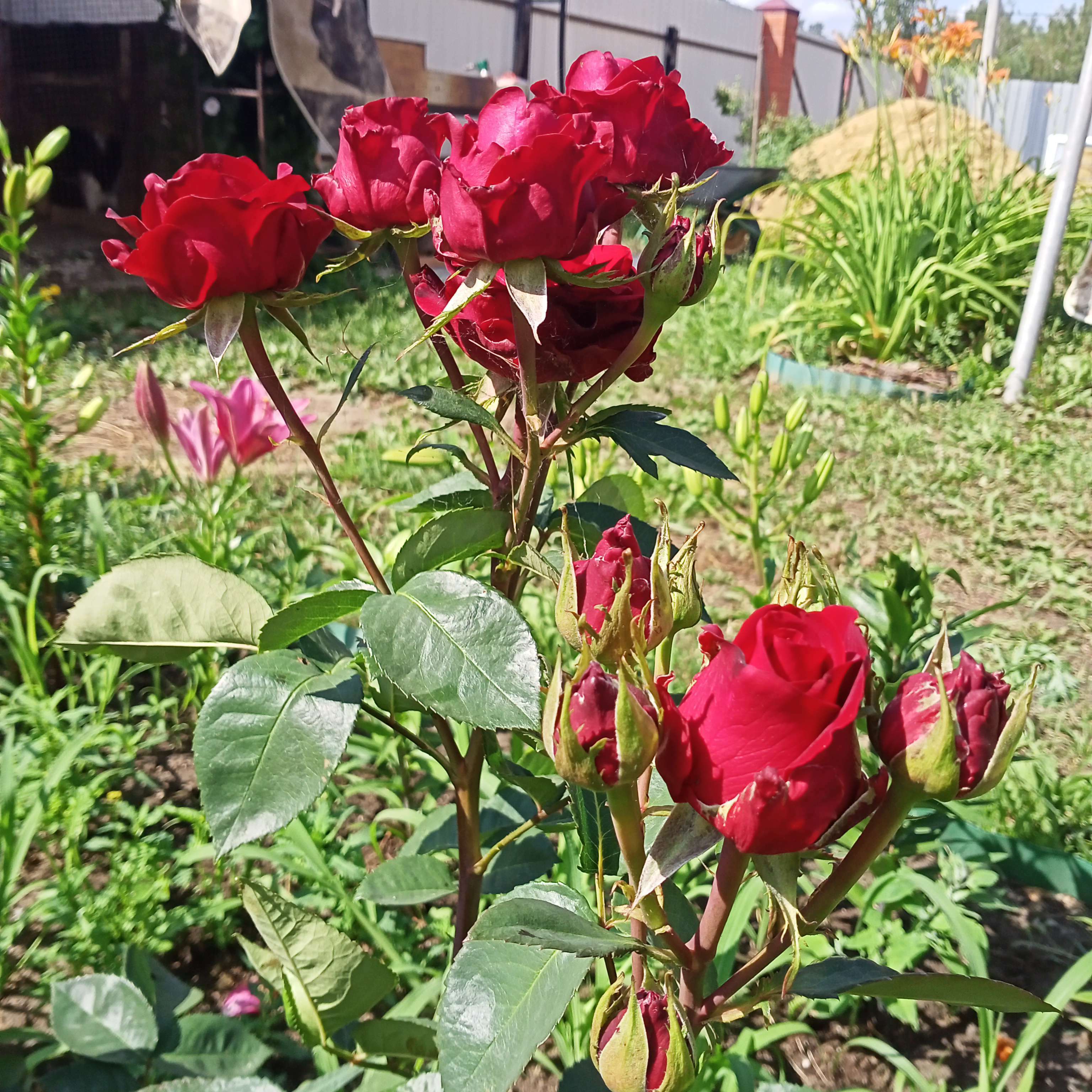 Фотография покупателя товара Саженец розы Роял Баккара,  Весна 2024, 1 шт.