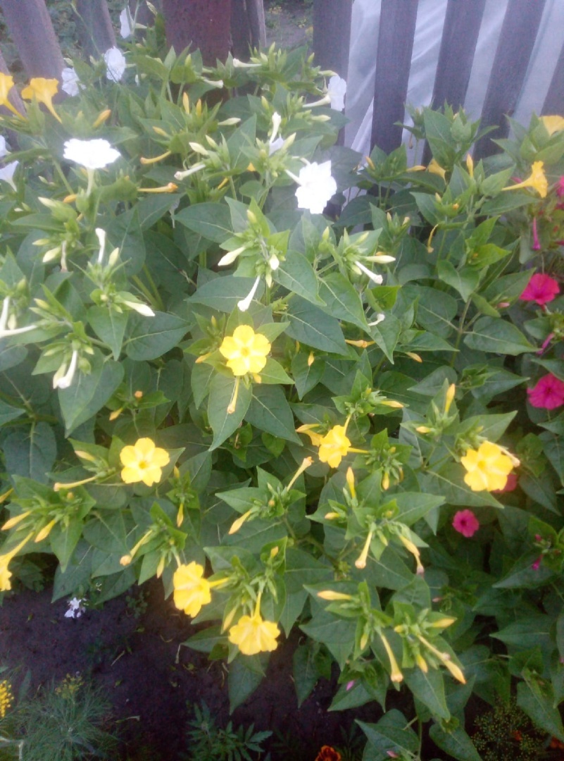 Фотография покупателя товара Семена цветов Мирабилис смесь окрасок, О, 0,5 г - Фото 10