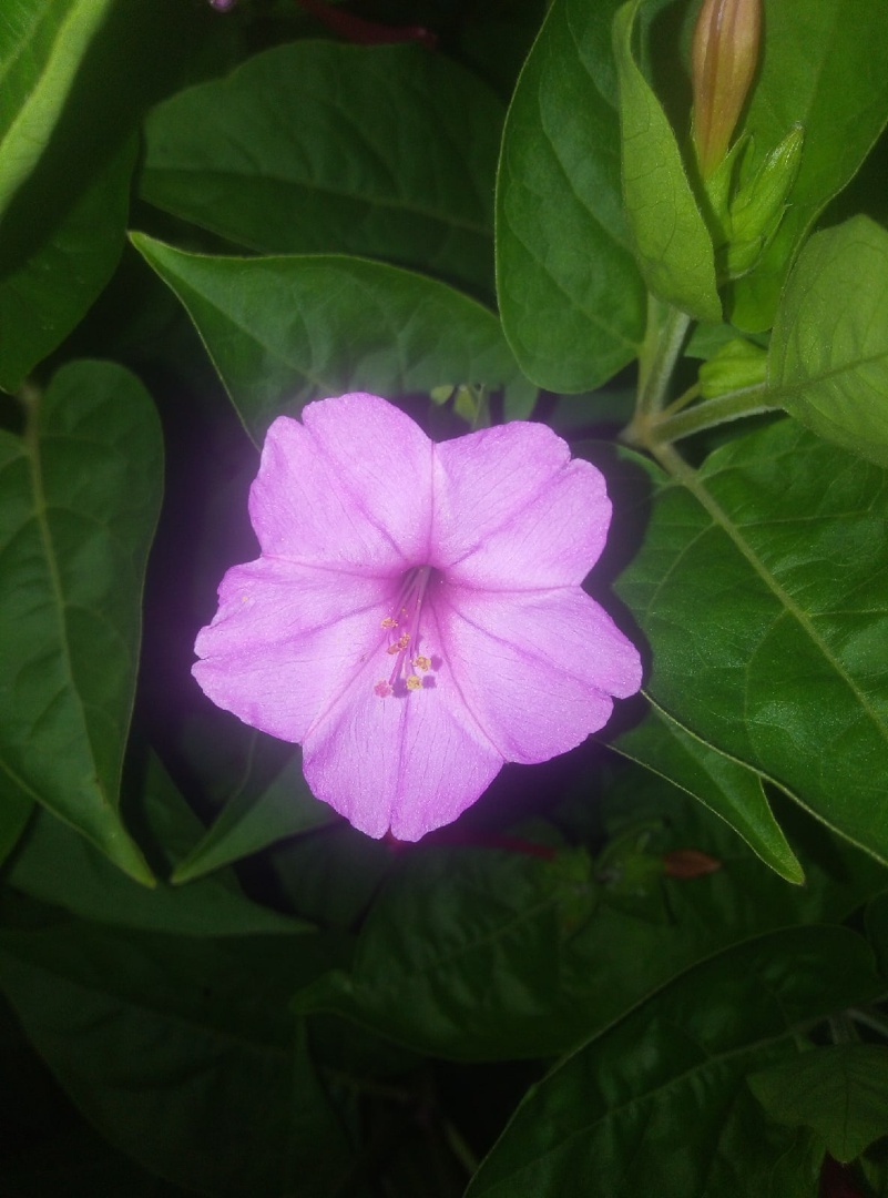 Фотография покупателя товара Семена цветов Мирабилис смесь окрасок, О, 0,5 г - Фото 9