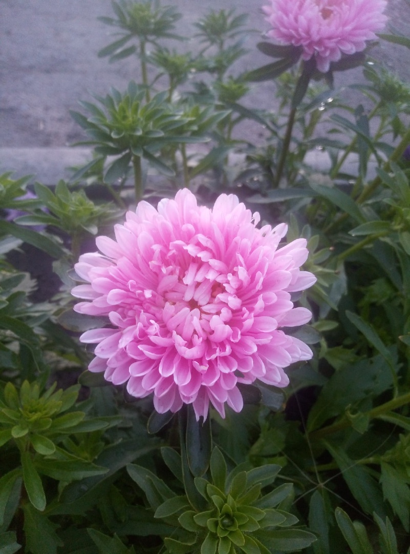 Фотография покупателя товара Семена цветов  Астра "Эльза", кремово-коралловая, 35 шт - Фото 2