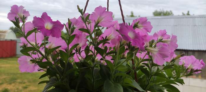 Фотография покупателя товара Семена цветов Петуния  "Альбертина", F1,  каскадная, мини многоцветковая, 5 шт - Фото 5