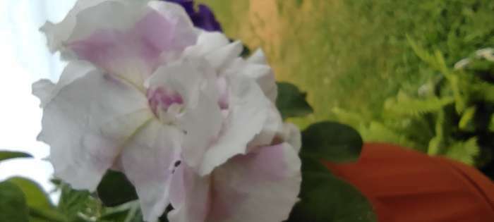 Фотография покупателя товара Семена цветов Петуния  махровая каскадная "Императрица",  F1, 10 шт - Фото 9