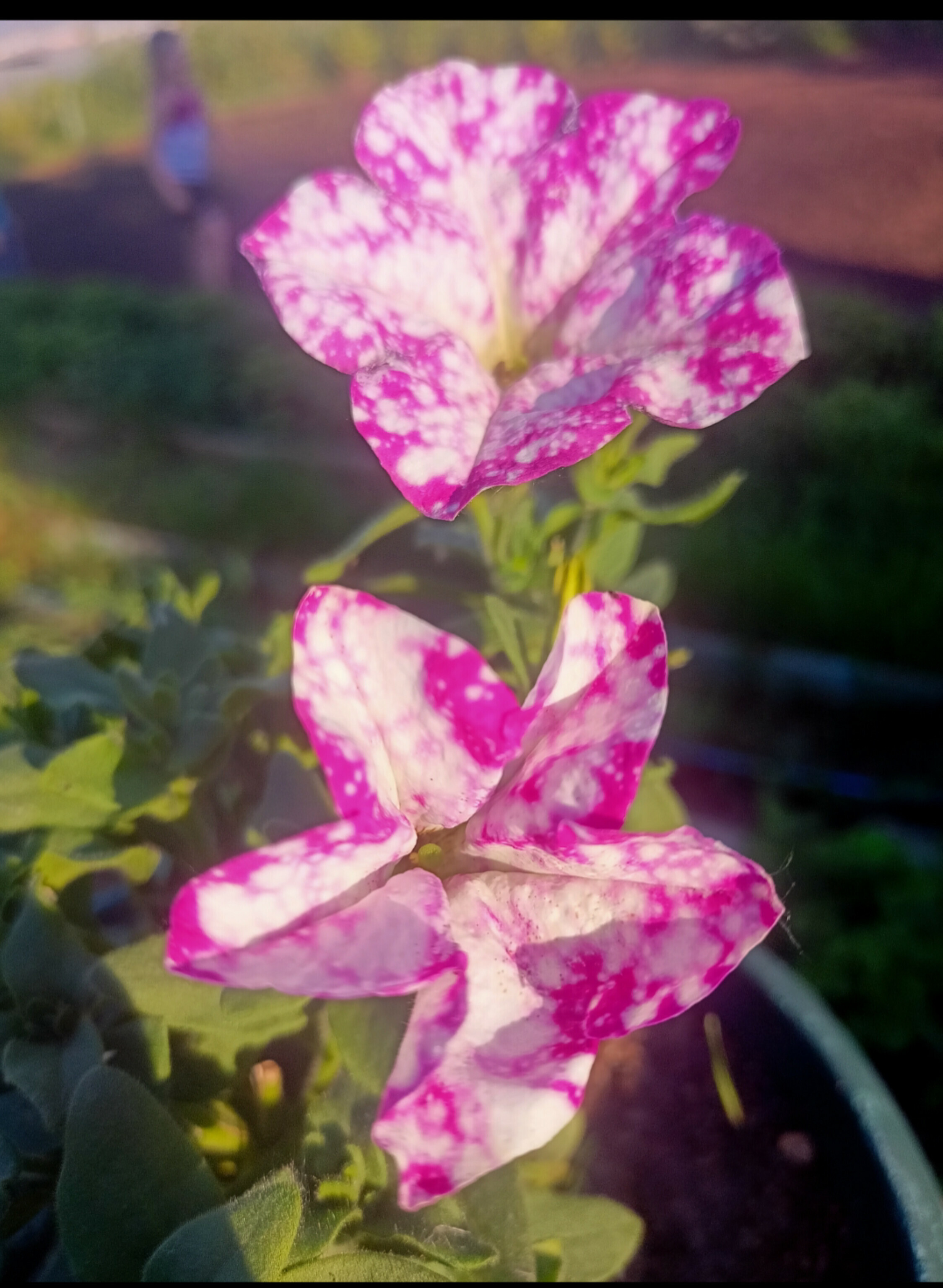 Фотография покупателя товара Семена цветов Петуния многоцветковая Весёлый художник Дот Стар Микс F1 7 шт.