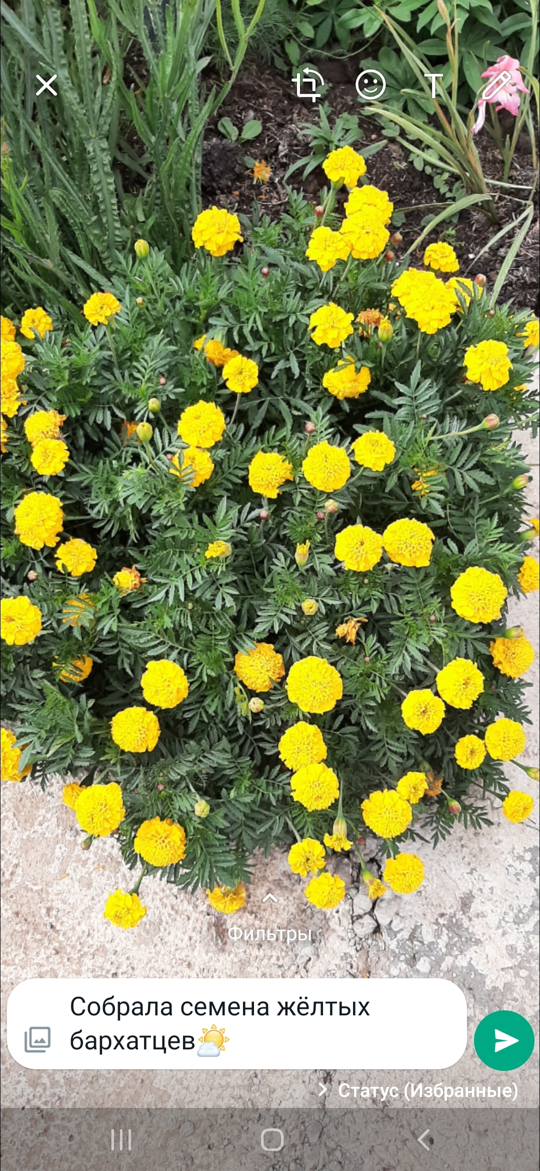 Фотография покупателя товара Семена Цветов однолетние Бархатцы "Солнечные", отклонённые, махровые, 0,2 г - Фото 1
