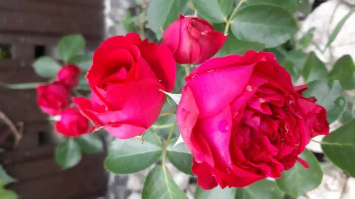 Фотография покупателя товара Саженец розы Ампир Весна 2024, 1 шт. - Фото 7
