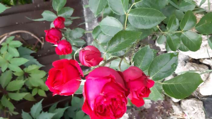 Фотография покупателя товара Саженец розы Ампир Весна 2024, 1 шт. - Фото 5