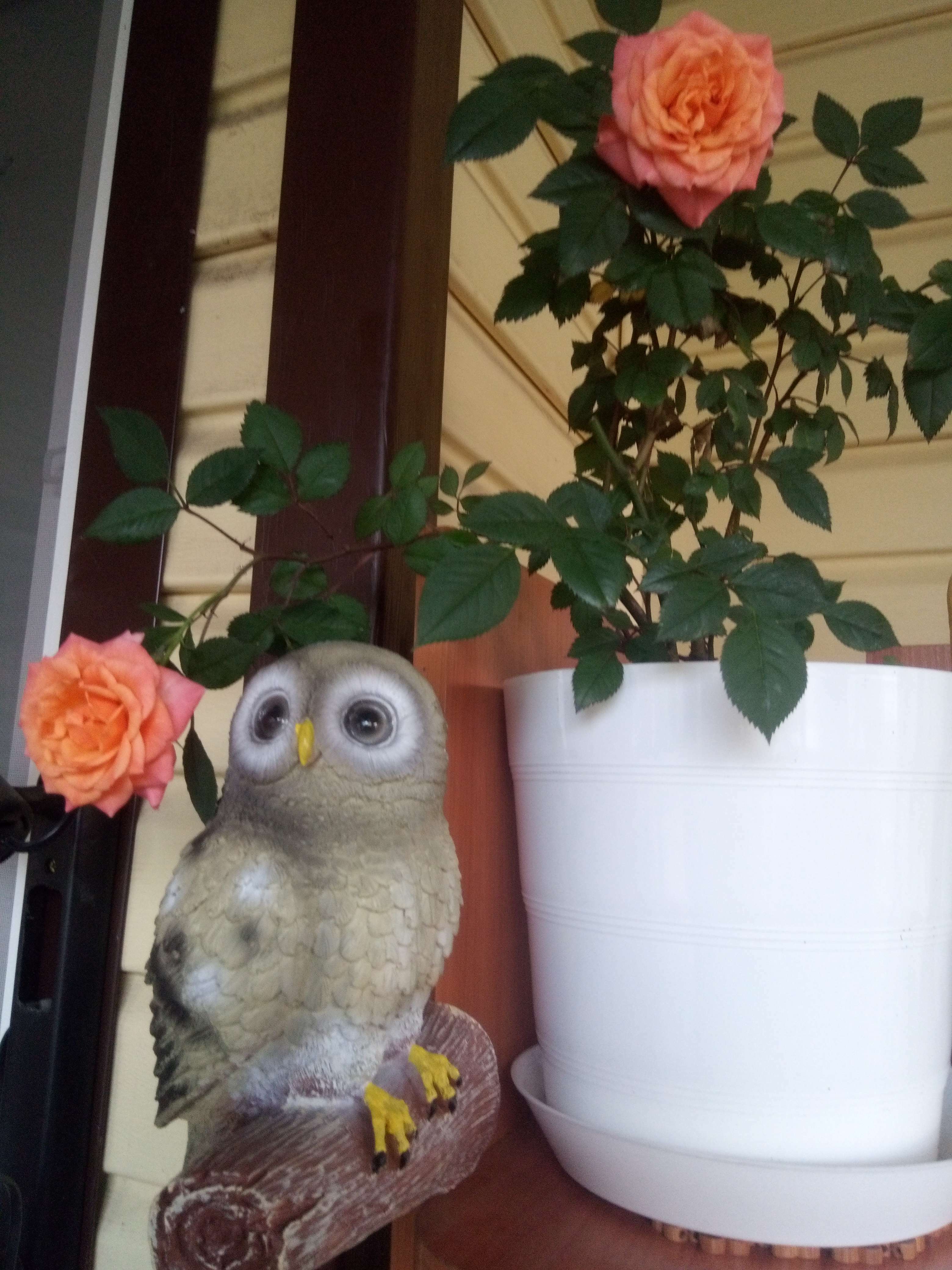 Фотография покупателя товара Подвесной декор "Сова на ветке" 10х14х21см, МИКС серый - Фото 4