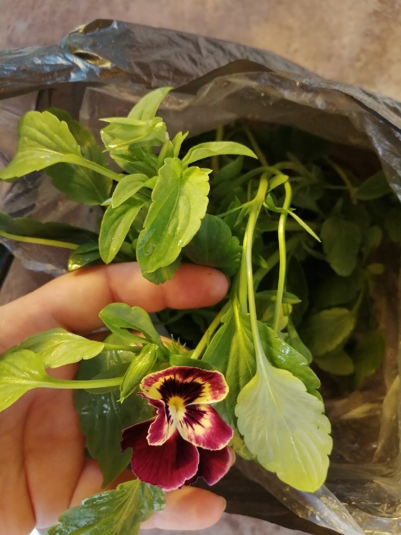 Фотография покупателя товара Семена цветов Виола "Германика", смесь сортов, Дв, 0,1 г - Фото 1