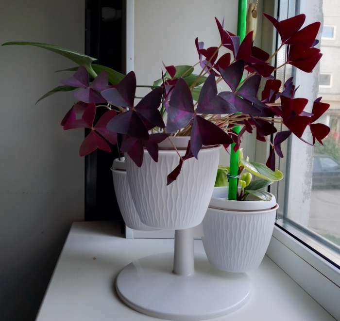 Фотография покупателя товара Каскад цветочный "ПИРАМИДА" 3 шт, пластик, цвет шоколад - Фото 1