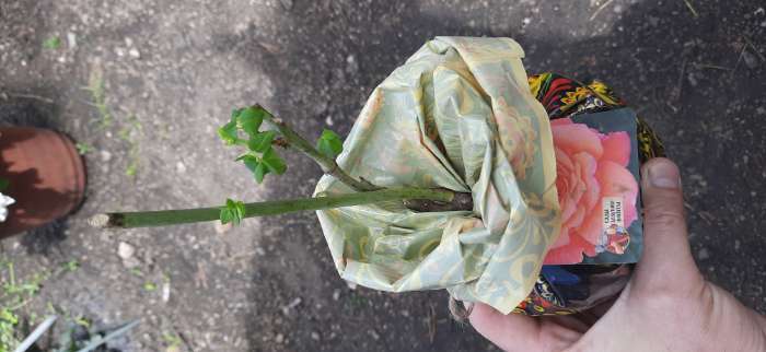 Фотография покупателя товара Саженец розы "Келли" 1 шт - Фото 1