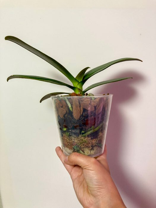 Фотография покупателя товара Горшок с поддоном для орхидей Доляна, 0,8 л, прозрачный