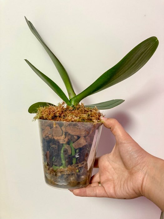 Фотография покупателя товара Горшок с поддоном для орхидей Доляна, 1,6 л, прозрачный - Фото 9