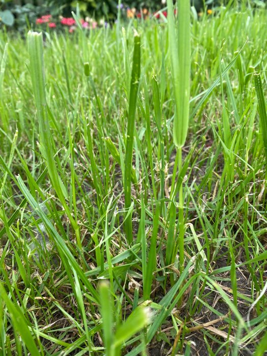 Фотография покупателя товара Семена газонной травы "ГазонCity", "Настоящий Газон", 2 кг