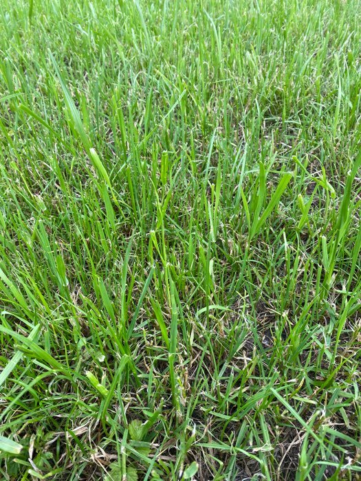 Фотография покупателя товара Семена газонной травы "ГазонCity", "Настоящий Газон", 2 кг - Фото 3