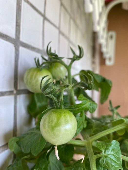 Фотография покупателя товара Семена Томат "Синичка", очень ранний, детерминантный,низкорослый, 0,05 г - Фото 22