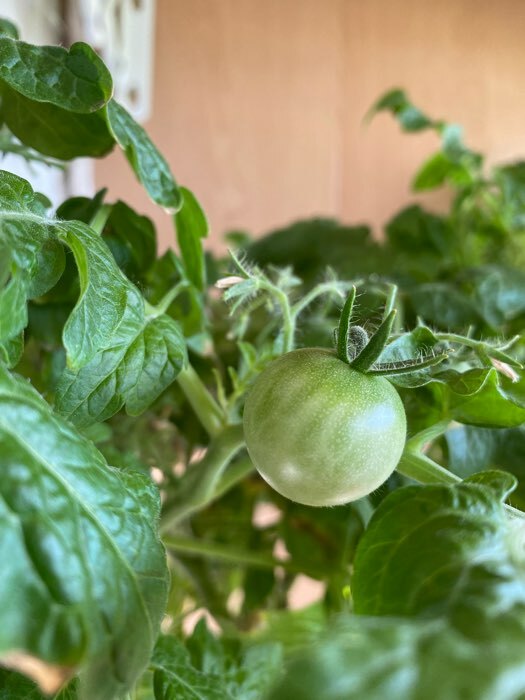 Фотография покупателя товара Семена Томат "Синичка", очень ранний, детерминантный,низкорослый, 0,05 г - Фото 23