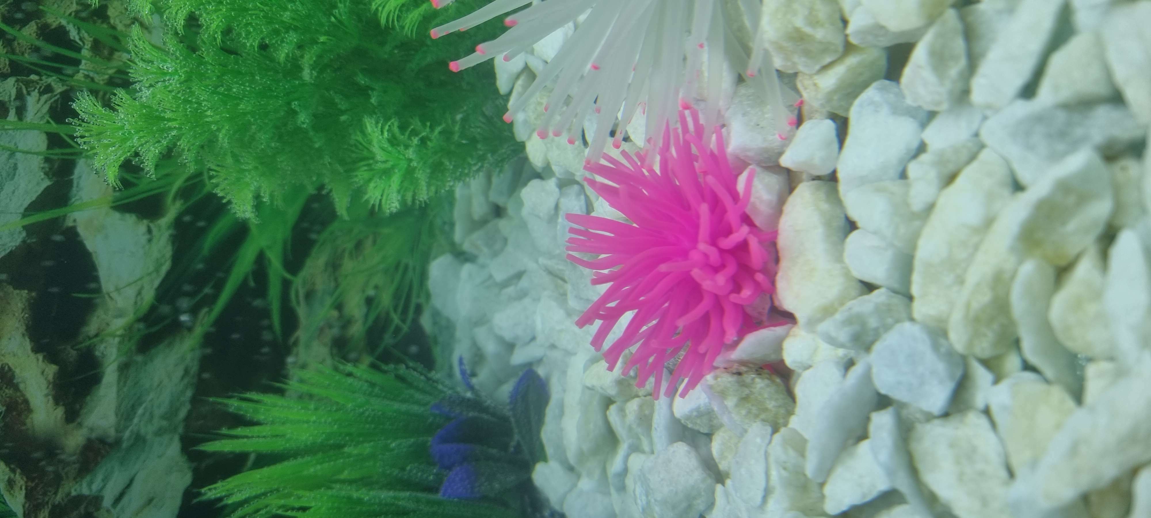 Фотография покупателя товара Декоративный анемон для аквариума, 8 х 5 см, розовый - Фото 1