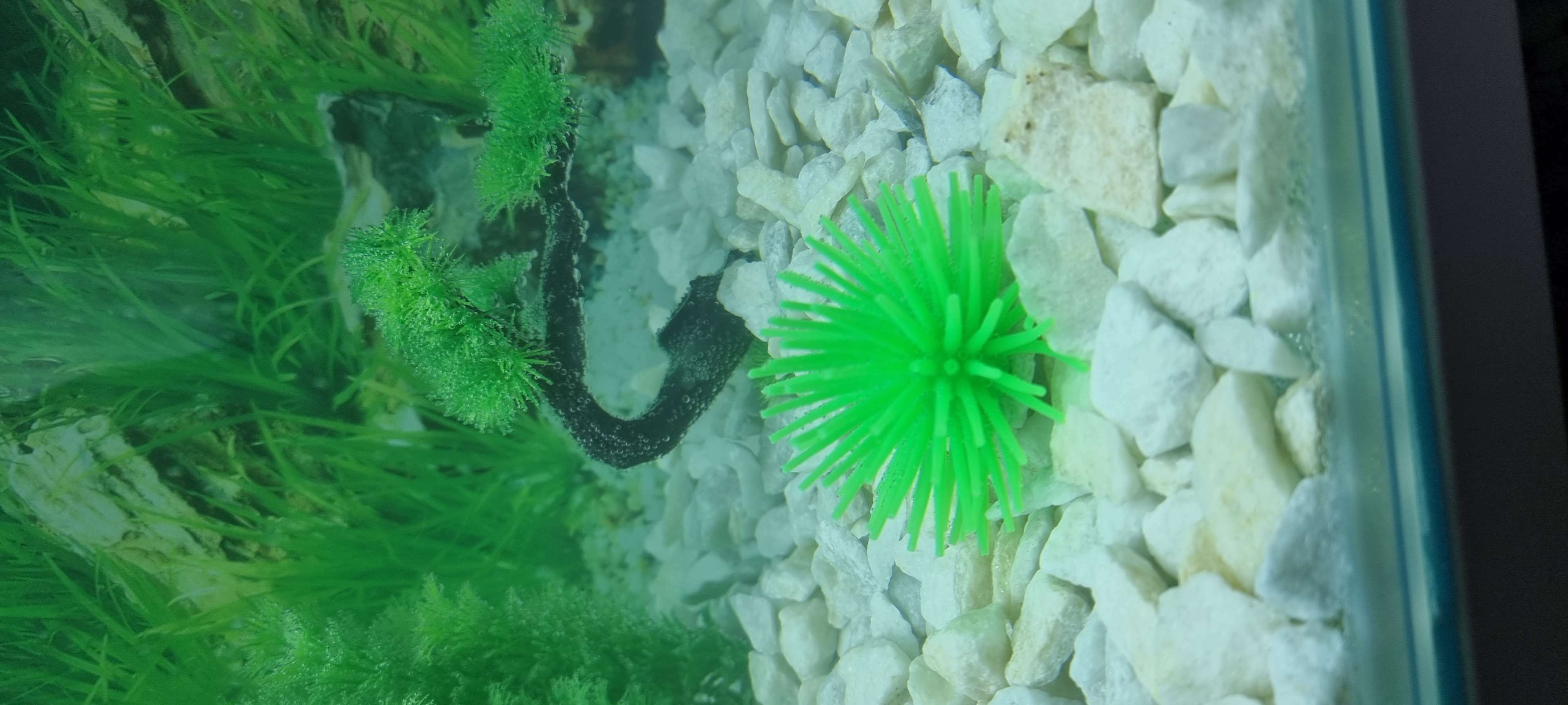Фотография покупателя товара Декоративный анемон для аквариума, 8 х 5 см, зелёный - Фото 1