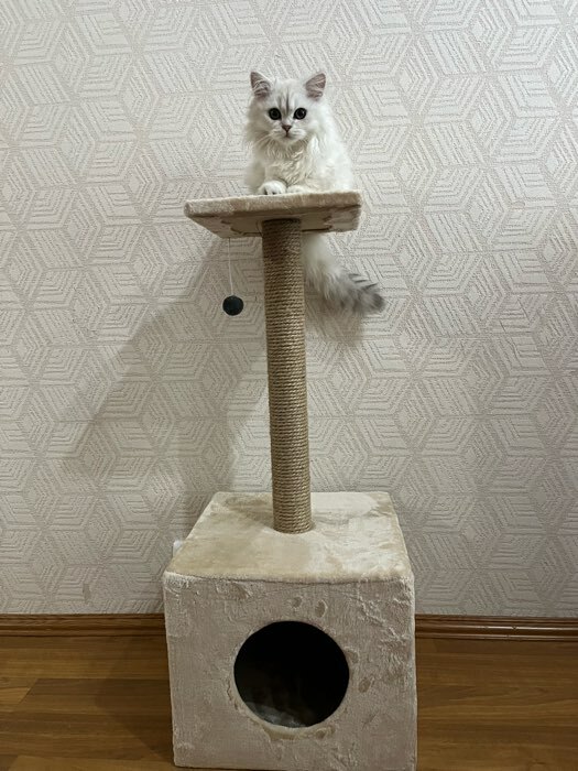 Фотография покупателя товара Домик для кошек с когтеточкой "Куб", с площадкой и игрушкой, 35 х 30 х 85 см, микс цветов - Фото 28
