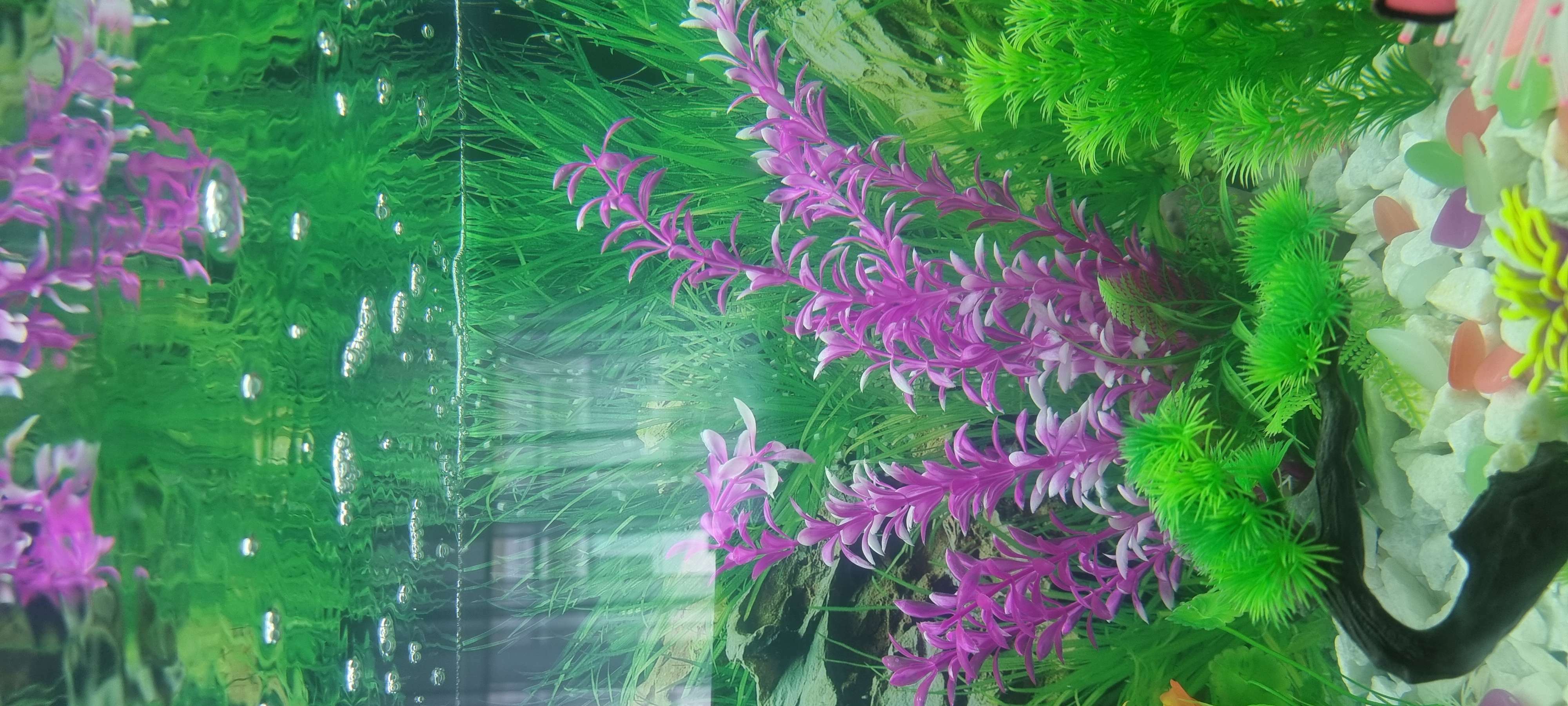 Фотография покупателя товара Растение искусственное аквариумное на платформе в виде коряги, 30 см, розовое - Фото 2