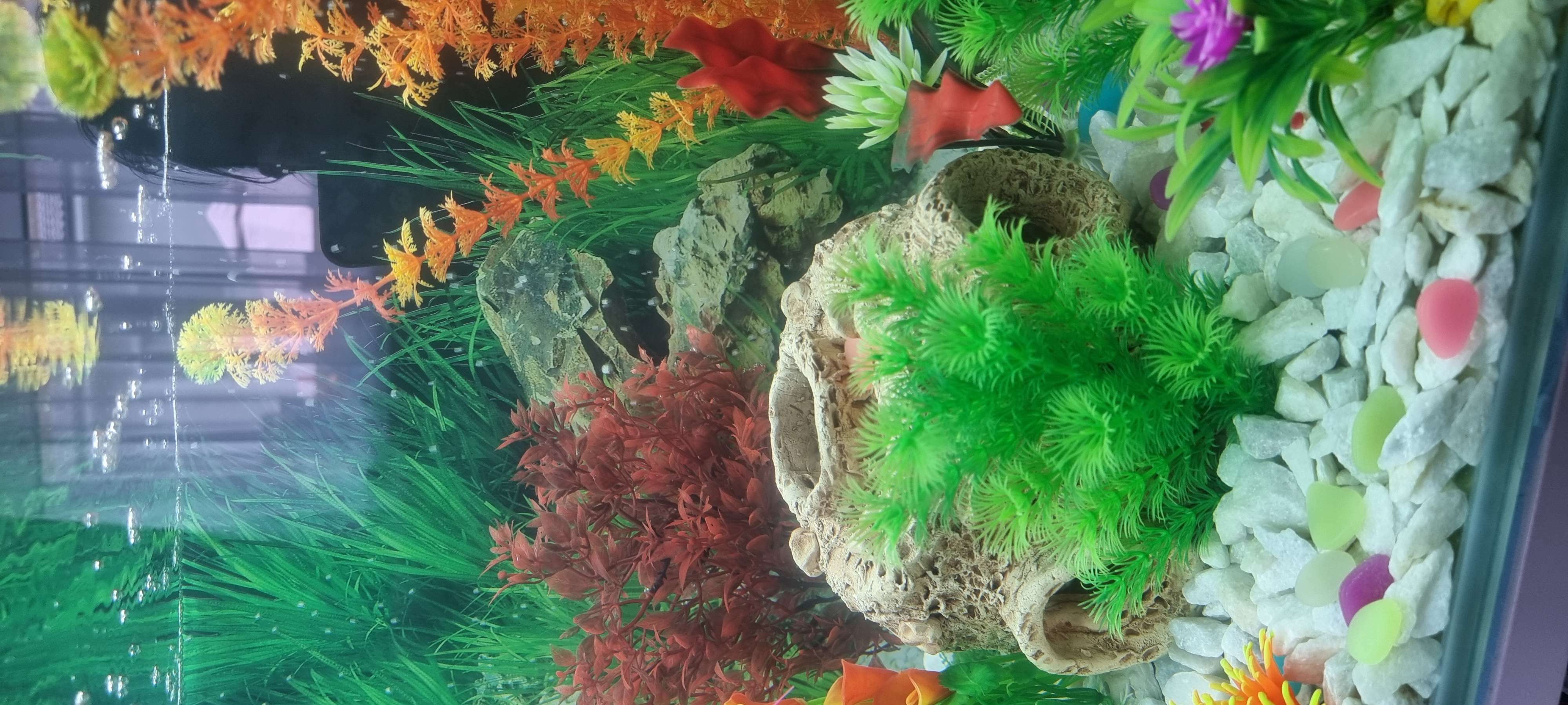 Фотография покупателя товара Декорация для аквариума "Гнездо", 14х21х21 см - Фото 1
