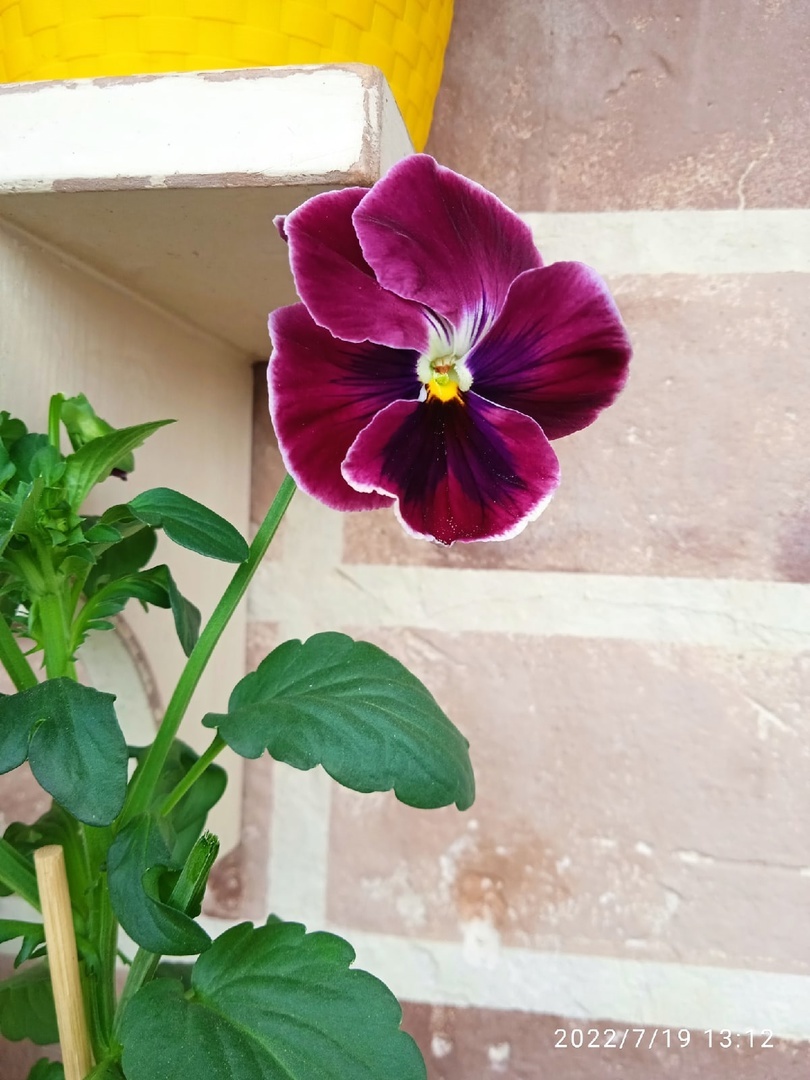 Фотография покупателя товара Семена цветов Виола "Смесь Окрасок", ц/п, 0,1 г - Фото 2
