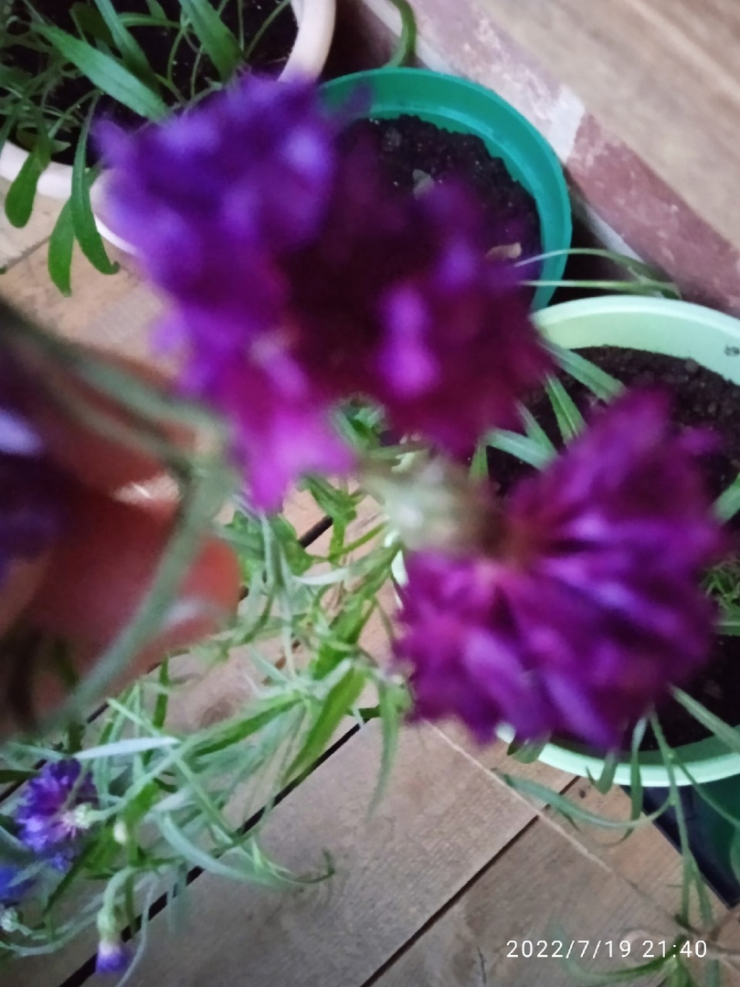 Фотография покупателя товара Семена цветов Василек "Конфетти", смесь окрасок,О, 0,3 г
