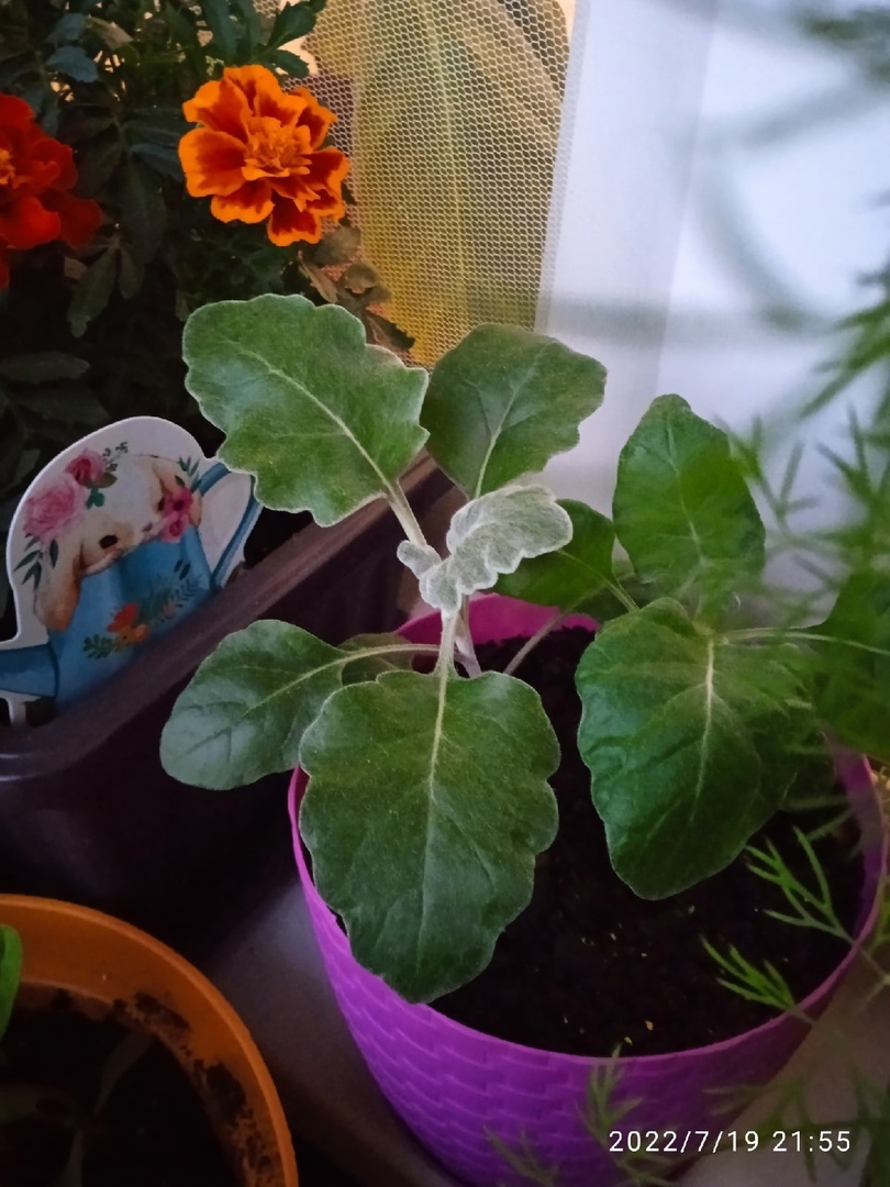 Фотография покупателя товара Семена цветов Цинерария приморская "Андромеда", О, 0,05 г  серия ХИТ х3