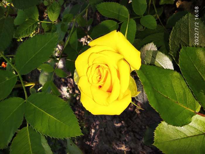 Фотография покупателя товара Саженец розы Фрезия,  Весна 2023, 1 шт. - Фото 2