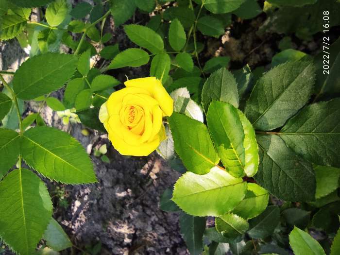 Фотография покупателя товара Саженец розы Фрезия,  Весна 2023, 1 шт. - Фото 3