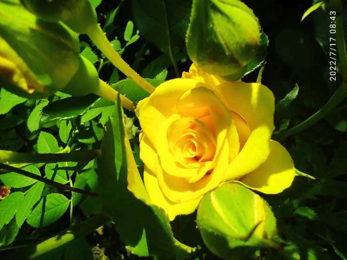 Фотография покупателя товара Саженец розы Фрезия,  Весна 2023, 1 шт.