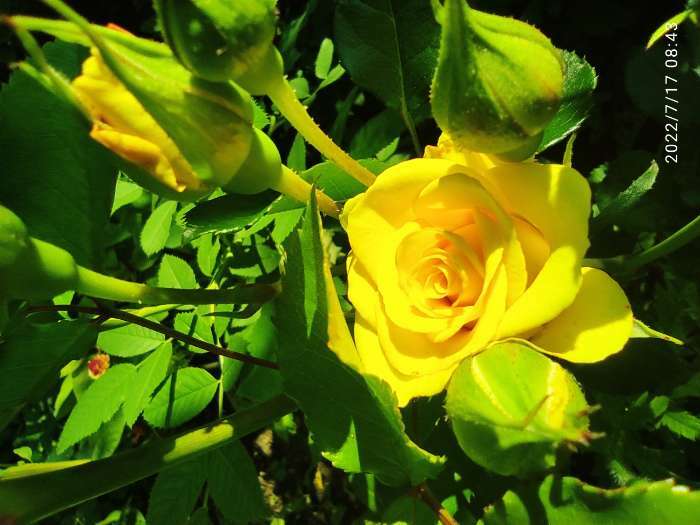 Фотография покупателя товара Саженец розы Фрезия,  Весна 2023, 1 шт. - Фото 1