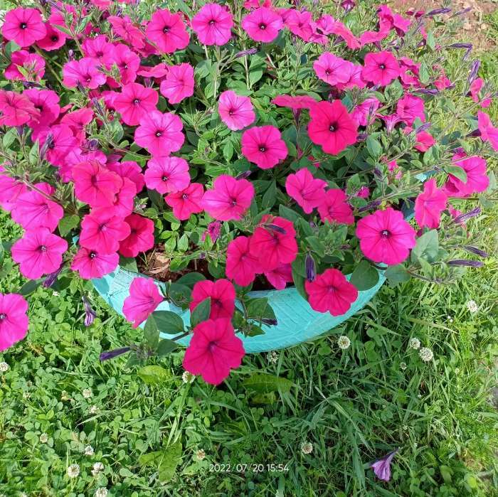 Фотография покупателя товара Семена цветов Петуния  "Ирен", F1, каскадная, розовая с глазком, 5 шт - Фото 6