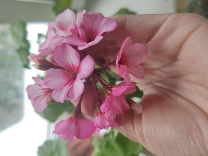 Фотография покупателя товара Семена цветов Пеларгония "Маверик Стар", F1, 4 шт - Фото 15