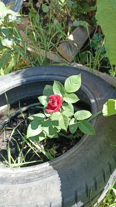 Фотография покупателя товара Саженец розы Блек Баккара, 1шт, Весна 2022 - Фото 9