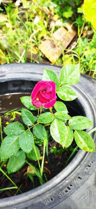 Фотография покупателя товара Саженец розы Блек Баккара, 1шт, Весна 2022 - Фото 10