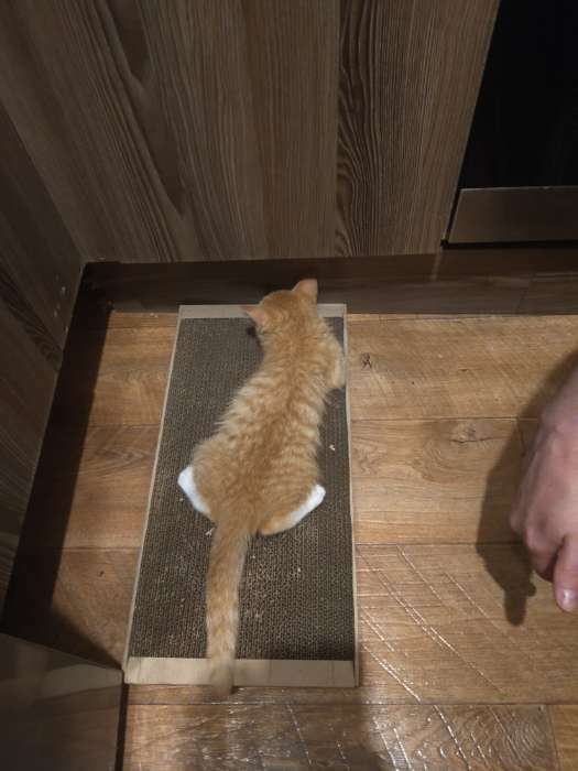 Фотография покупателя товара Когтеточка для кошек ТМ «Когтедралка» КРАФТ 50х24х2,5 см